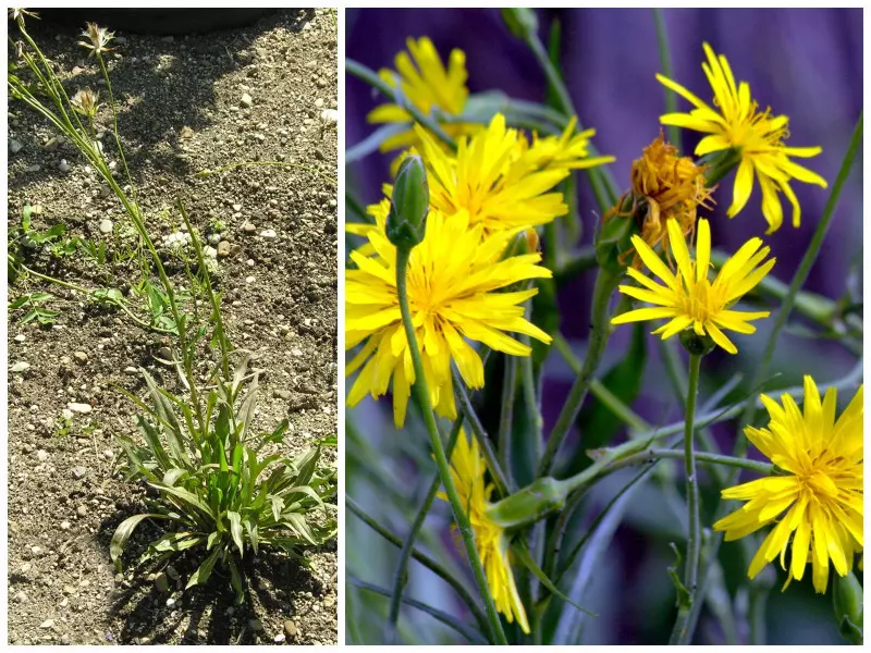 Skorzonera hiszpańska Scorzonera hispanica, fot. Flickr, Martin Vicente