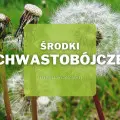 Środki chwastobójcze | Jakie wybrać i gdzie kupić?