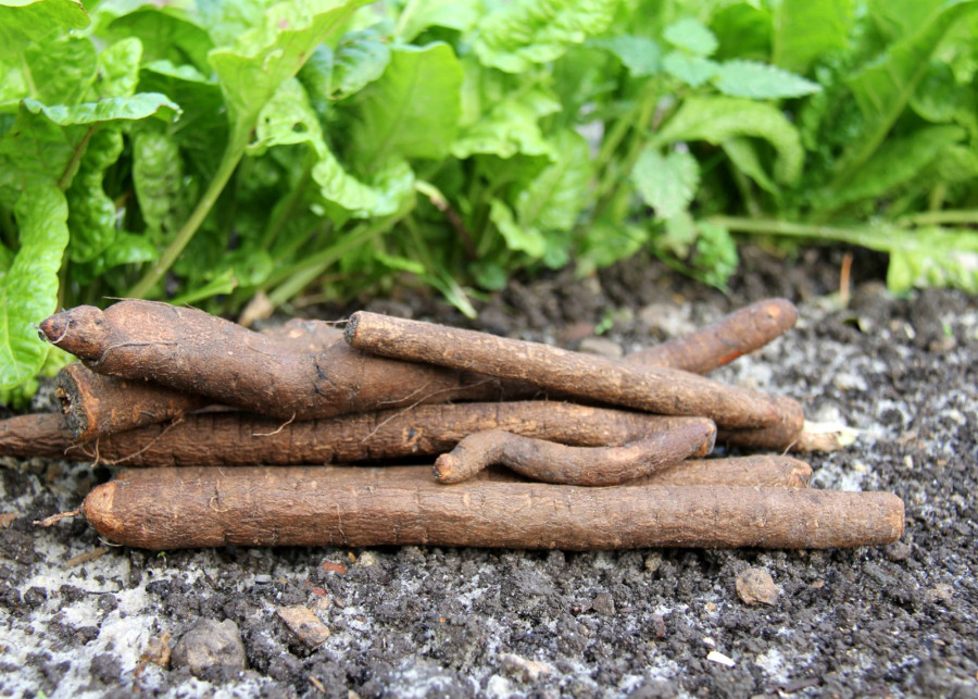 Jak uprawiać skorzonerę w ogrodzie? Zapomniane, cenne warzywo, fot. worldnews - Depositphotos