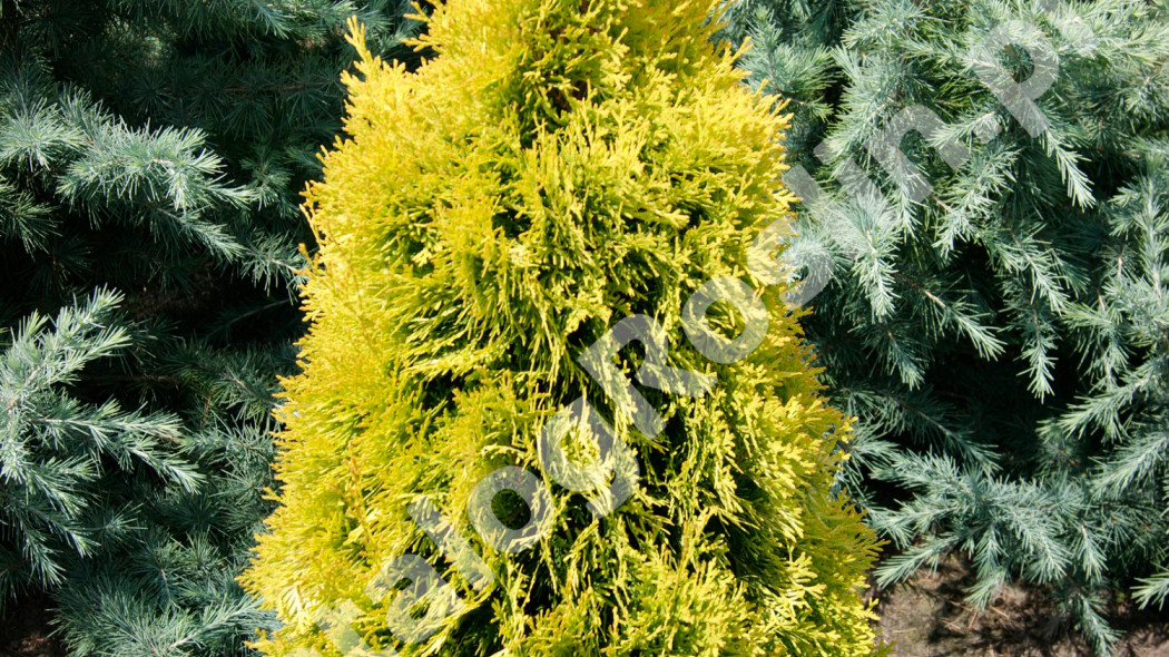 żywotnik zachodni Thuja occidentalis Jantar Fot. Konkurs Roślin Nowości 2011