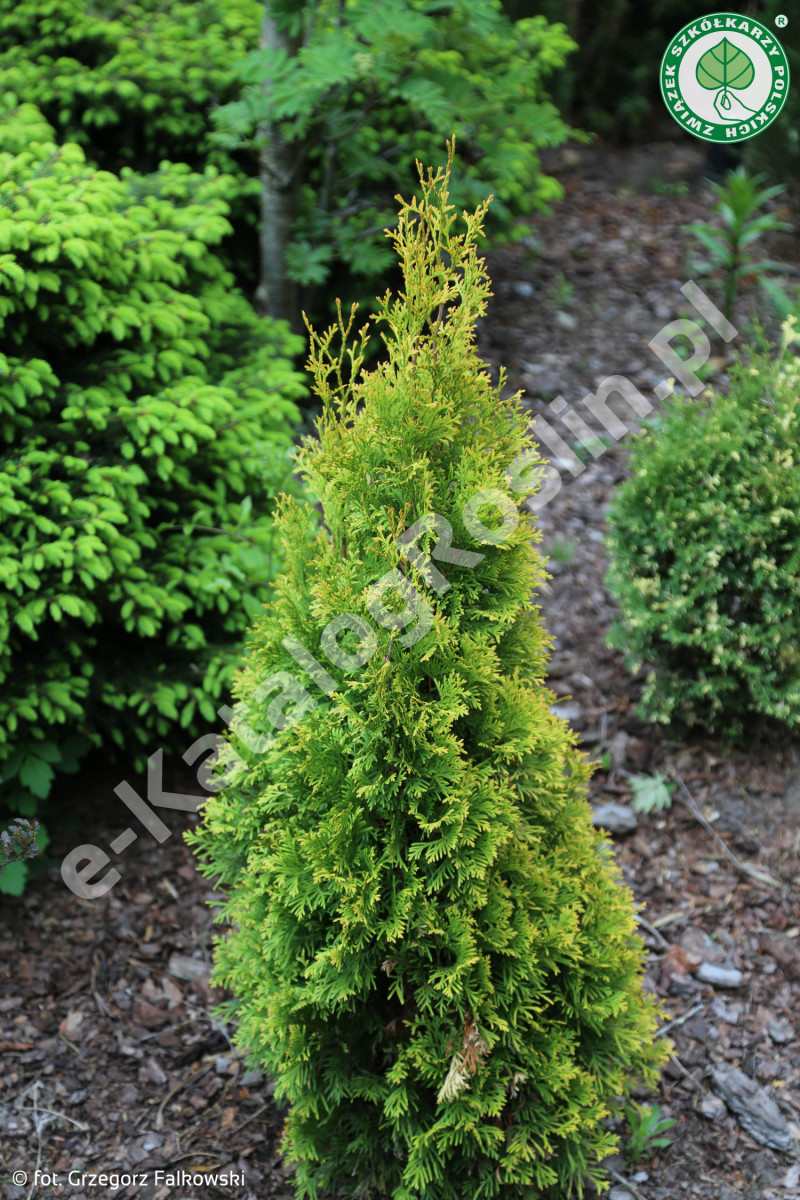 żywotnik zachodni Thuja occidentalis Jantar Fot. Grzegorz Falkowski ZSzP