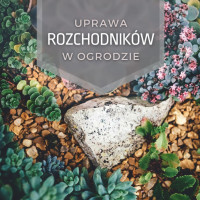 Uprawa rozchodników w ogrodzie | Jakie wybrać? Jak pielęgnować?