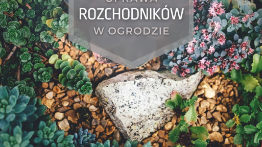 Uprawa rozchodników w ogrodzie | Jakie wybrać? Jak pielęgnować?