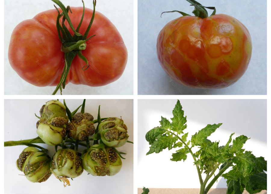 choroby wirusowe pomidorów