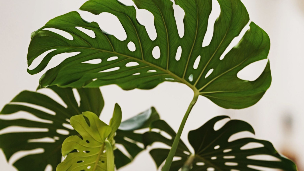 Monstera, fot. Olena Sergienko - Unsplash