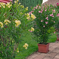Oleander w donicy | Jak uprawiać? Jak o niego dbać?