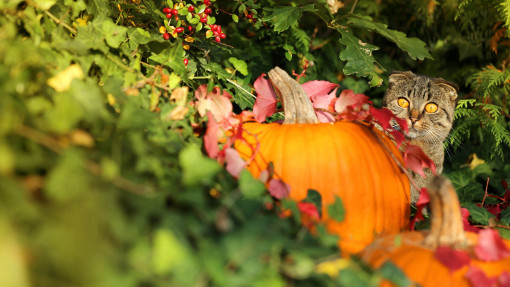 25+ dekoracji z dyni na Halloween – nie tylko straszydła! | Zainspiruj się i twórz, zobacz galerię inspirujących pomysłów