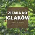 Ziemia do iglaków | Jaką wybrać i gdzie kupić?