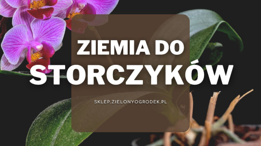 Ziemia do storczyków | Jaką wybrać i gdzie kupić?