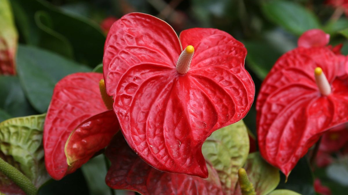 Anturium Andrego (Anthurium andraeanum) - opis, wygld, wymagania, uprawa i  pielgnacja