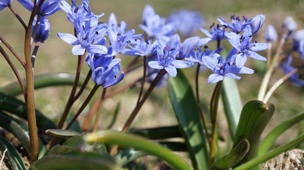 Cebulica dwulistna Scilla bifolia, fot. xulescu_g (CC BY-SA 2.0) - Flickr