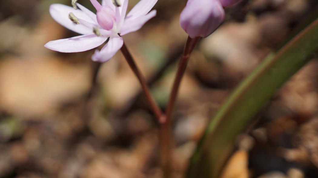 Cebulica dwulistna Scilla bifolia, fot. xulescu_g (CC BY-SA 2.0) - Flickr