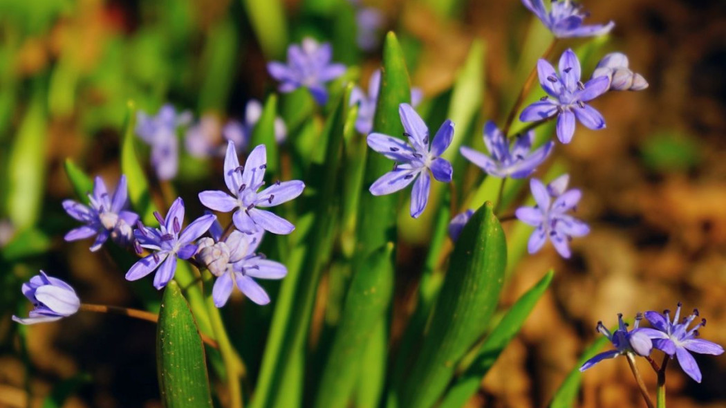 Cebulica dwulistna Scilla bifolia, fot. Hans Braxmeier - Pixabay