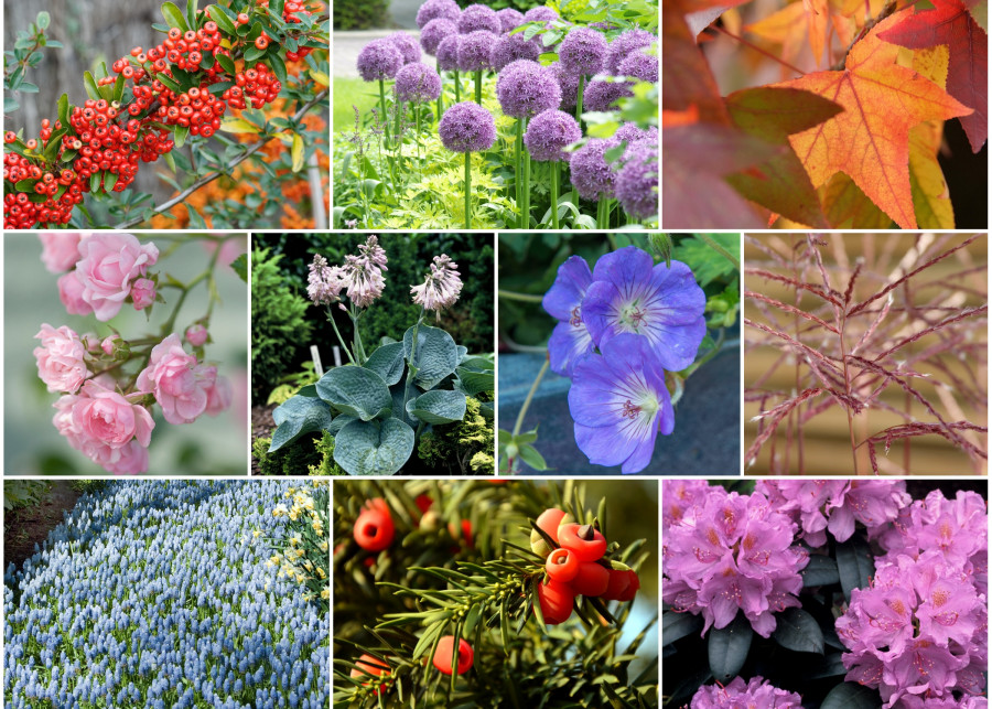 10 pięknych roślin które sprawdzą się w każdym ogrodzie