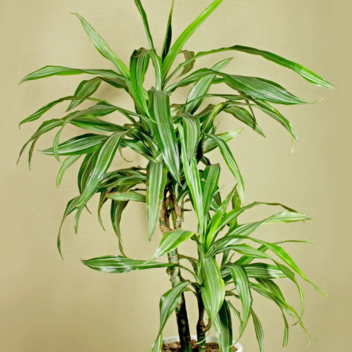 Dracena sandera / Lucky Bamboo