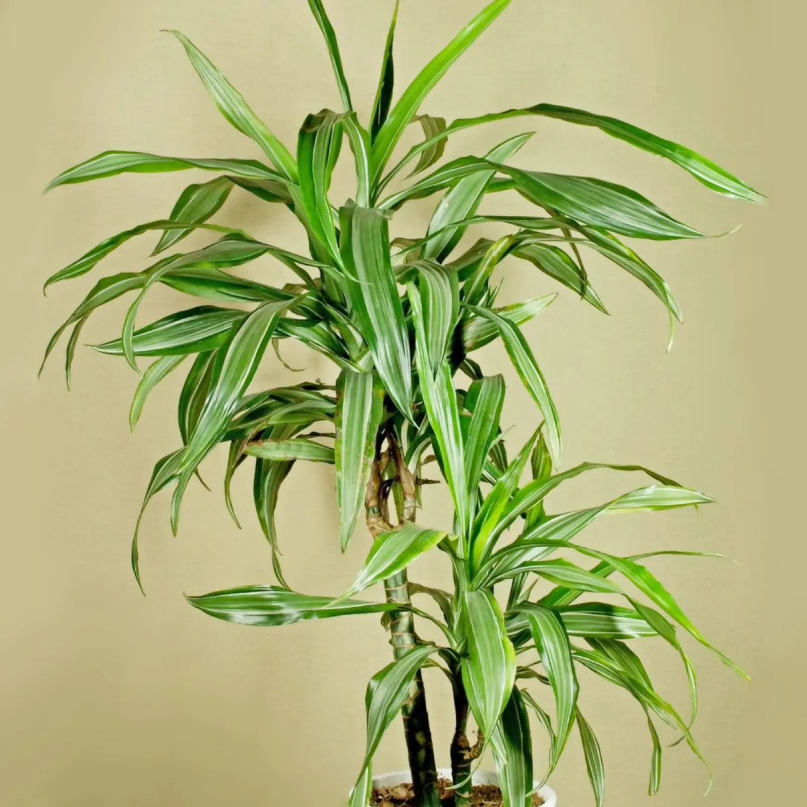 Dracena sandera / Lucky Bamboo (Dracaena sanderiana) - opis, wygld,  wymagania, uprawa i pielgnacja