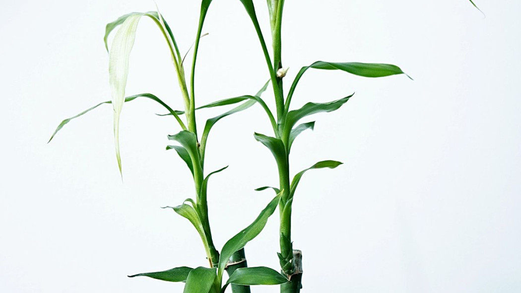 Dracena Sandera Lucky Bamboo, fot. Elton Sipp - Unsplash