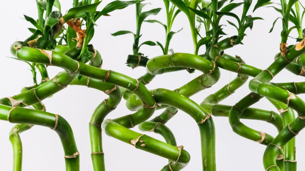 Dracena Sandera Lucky Bamboo, fot. Severin Candrian - Unsplash