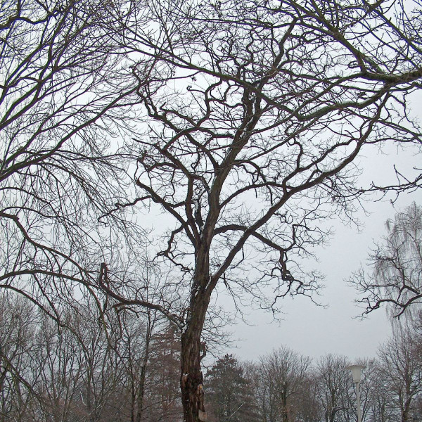 Robinia odm Tortuosa, fot. fdecomite (CC BY 2.0) - Flickr