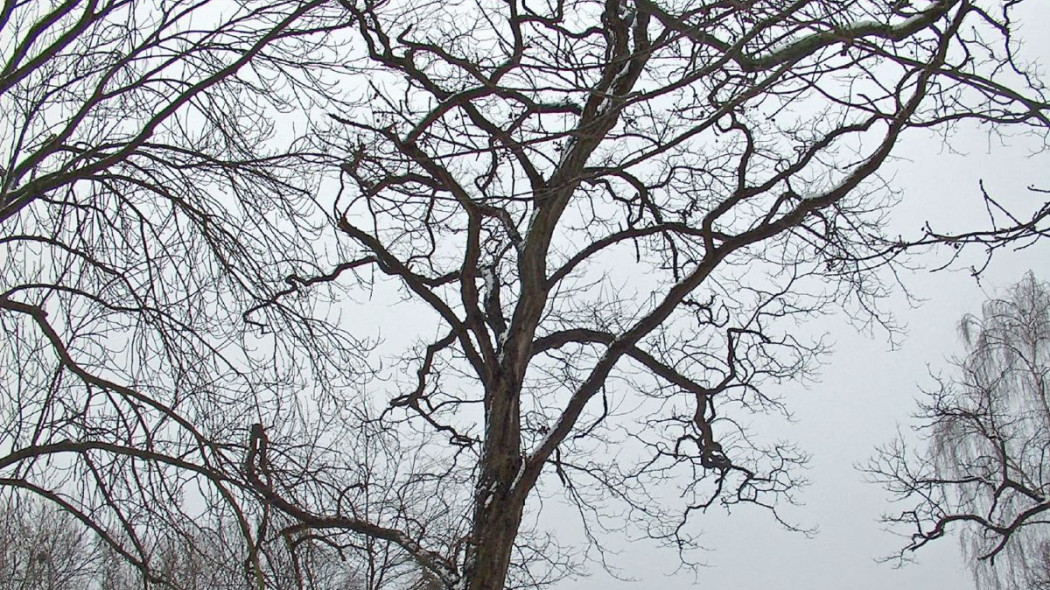 Robinia odm Tortuosa, fot. fdecomite (CC BY 2.0) - Flickr