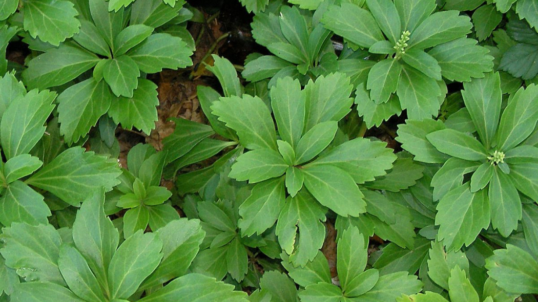 Runianka japońska Pachysandra terminalis, fot. Carl E Lewis (CC BY 2.0) - Flickr