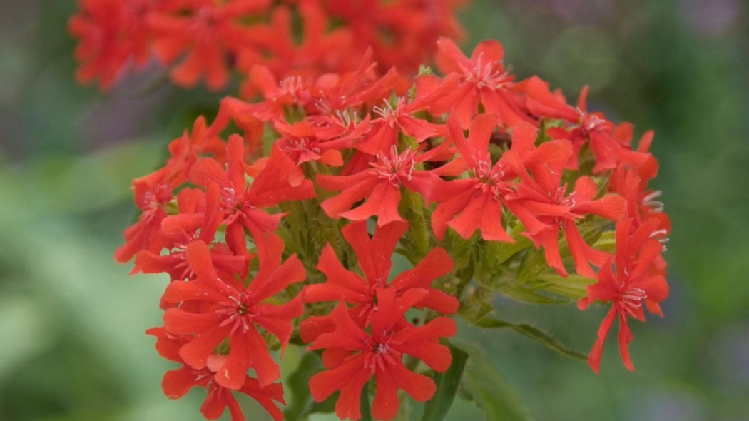 Firletka chalcedońska Lychnis chalcedonica, fot. iVerde