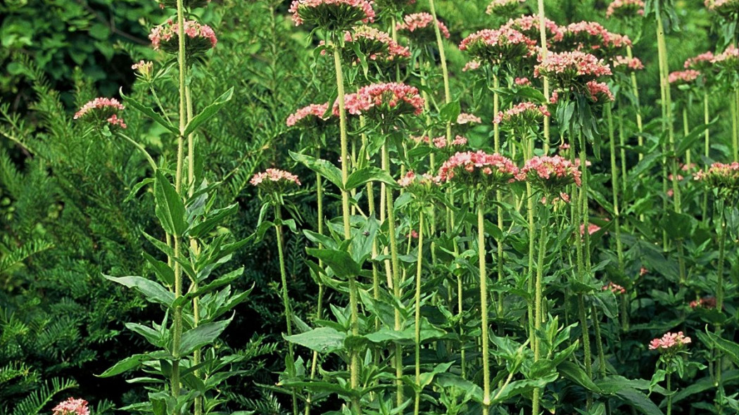 Firletka chalcedońska Lychnis chalcedonica odm Carnea, fot. iVerde