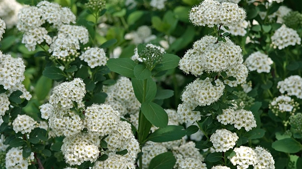 Spiraea betulifolia Tawuła brzozolistna, fot. iVerde