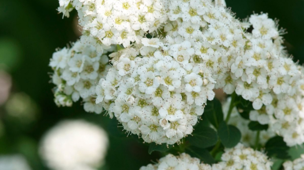 Spiraea betulifolia Tawuła brzozolistna, fot. iVerde