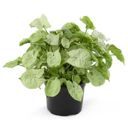 Syngonium stopowcowe / zroślicha