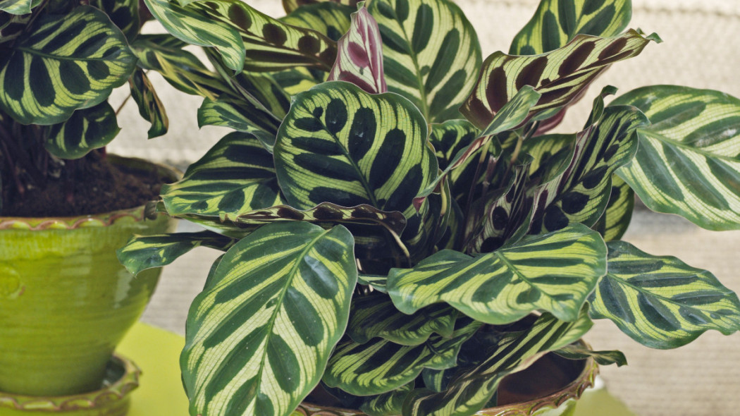 Kalatea Calathea makoyana, fot. thejoyofplants.co.uk