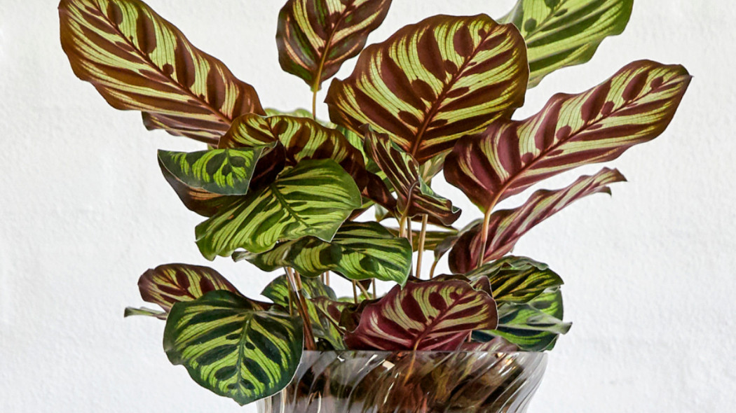 Kalatea Calathea Makoyana, fot. floradania.dk