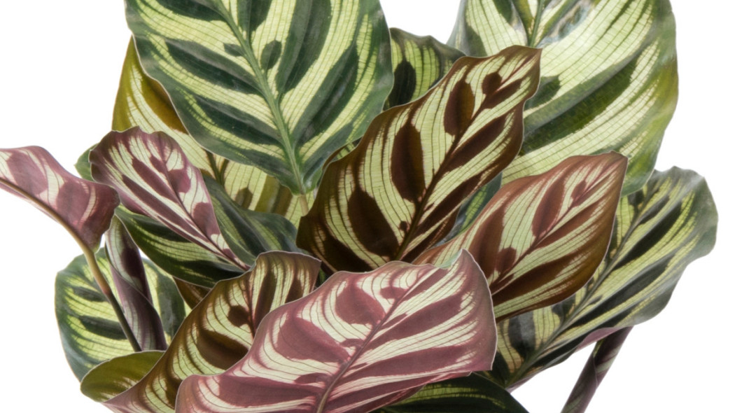 Kalatea Calathea Makoyana, fot. floradania.dk