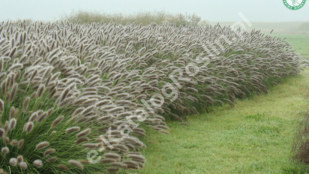 rozplenica japońska Pennisetum alopecuroides Lady U