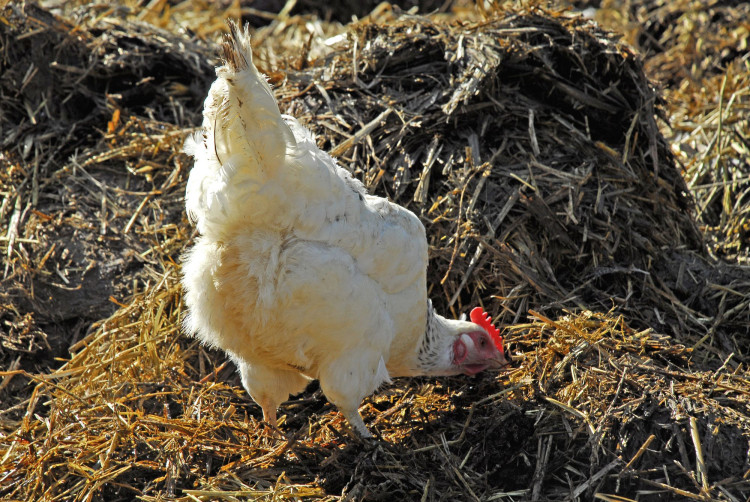 Nawóz kurzy, kurzak | Jaki wybrać i jak stosować w ogrodzie?
