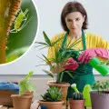 6 domowych sposobów na szkodniki roślin doniczkowych