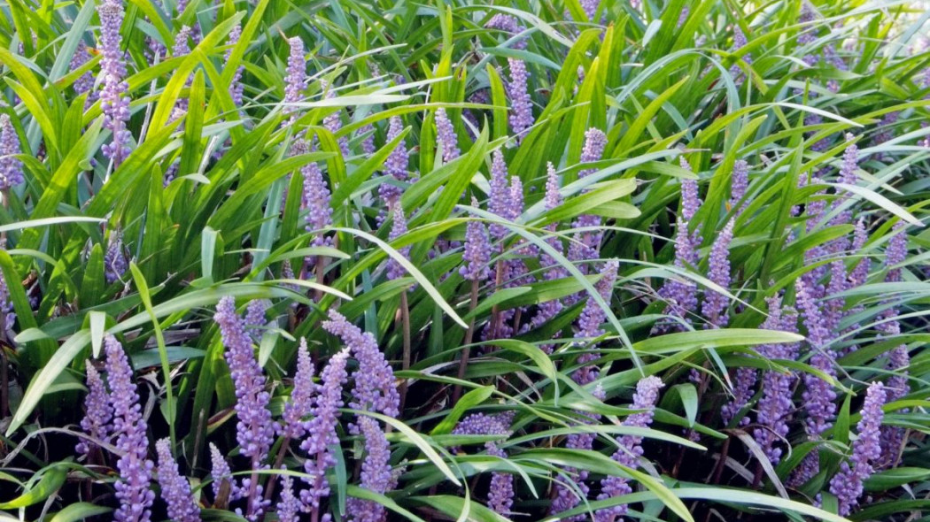 Liriope szafirkowata Liriope muscari, fot. iVerde