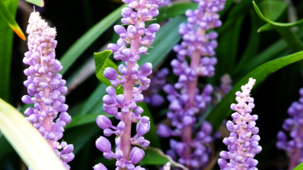 Liriope szafirkowata Liriope muscari, fot. iVerde