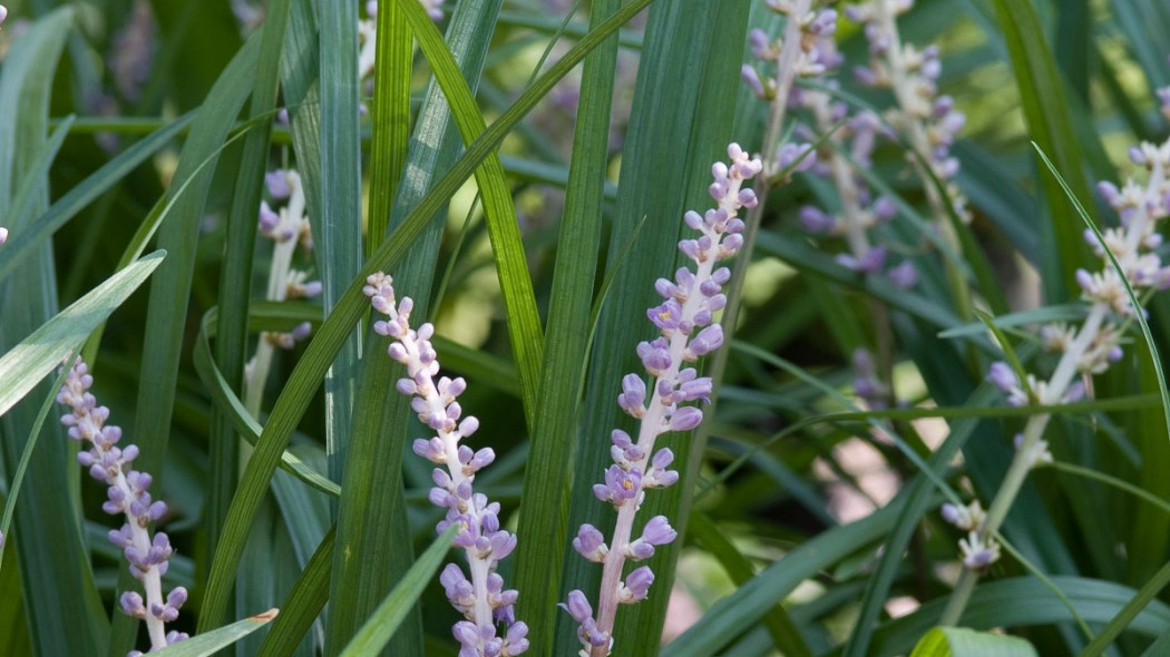 Liriope szafirkowata Liriope muscari, fot. iVerde