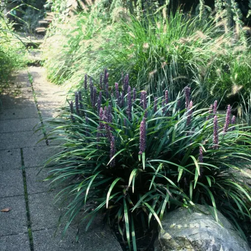 Liriope szafirkowata