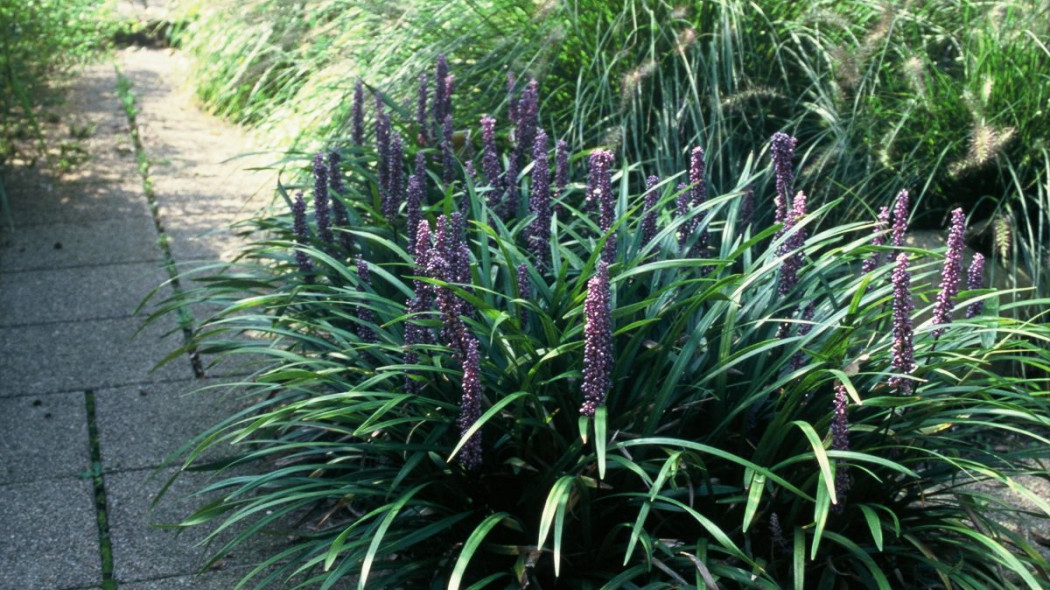 Liriope szafirkowata Liriope muscari, fot. iVerde