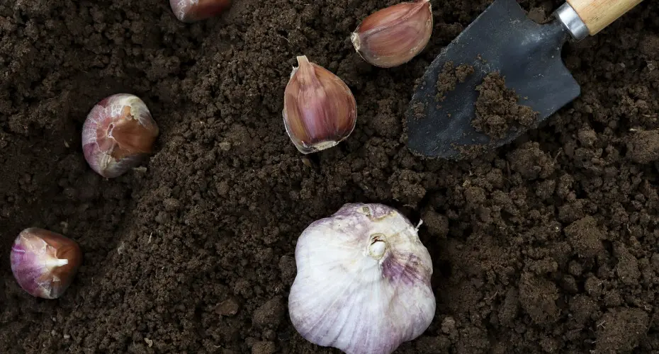 Jesienne sadzenie ząbków czosnku ozimego | 5 prostych kroków!