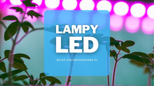 Lampy LED do doświetlania roślin | Jakie wybrać i gdzie kupić?