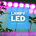 Lampy LED do doświetlania roślin | Jakie wybrać i gdzie kupić?