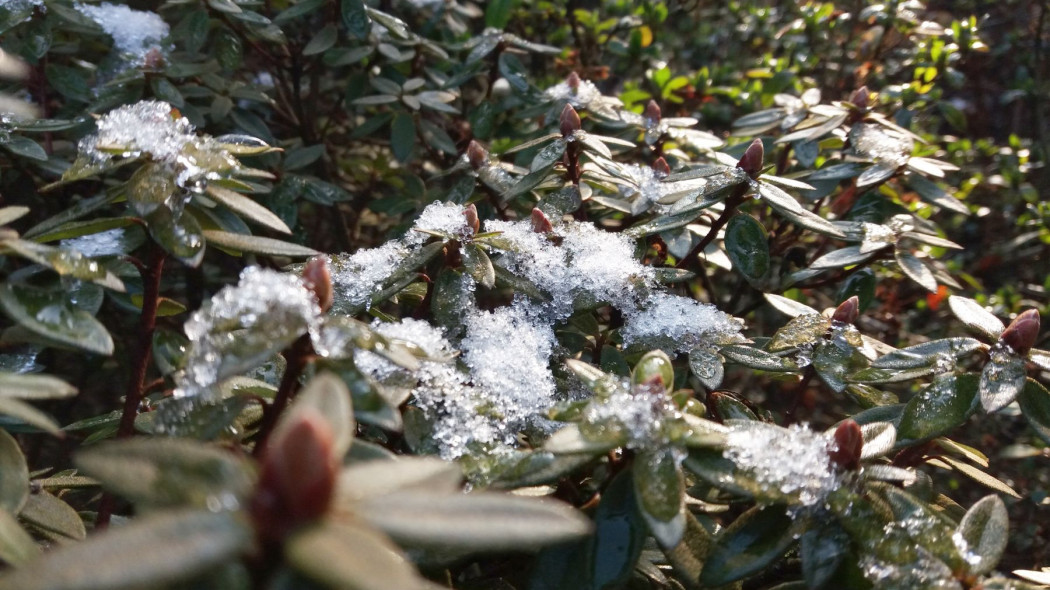 Rododendrony podlewanie roślin w zimie, fot. Katarzyna Jeziorska