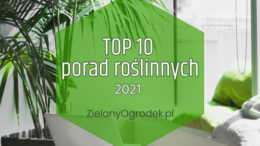 Co najchętniej czytaliście w 2021? Najpopularniejsze porady ogrodnicze