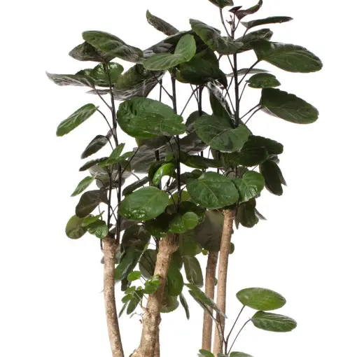 Polyscias