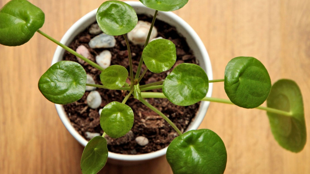 Uprawa pieniążka pilea, fot. a_low - Pixabay