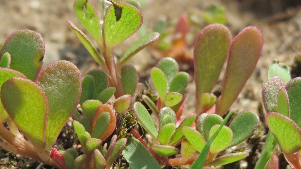 Portulaka pospolita Portulaca oleracea, fot. WikimediaImages z Pixabay