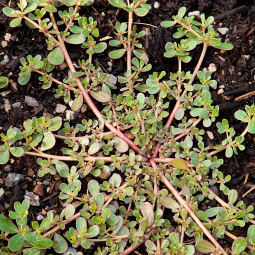 Portulaka pospolita